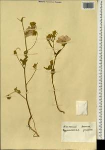 Althaea, South Asia, South Asia (Asia outside ex-Soviet states and Mongolia) (ASIA) (Israel)