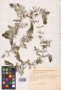 Ceratophyllum demersum L., Eastern Europe, North Ukrainian region (E11) (Ukraine)