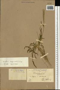 Digitaria sanguinalis (L.) Scop., Eastern Europe, North Ukrainian region (E11) (Ukraine)