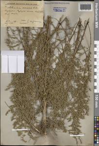 Artemisia arenaria DC., Middle Asia, Northern & Central Tian Shan (M4) (Kazakhstan)