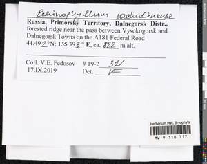 Echinophyllum sachalinense (Lindb.) T.J. O'Brien, Bryophytes, Bryophytes - Russian Far East (excl. Chukotka & Kamchatka) (B20) (Russia)