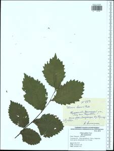 Ulmus glabra, Eastern Europe, Central region (E4) (Russia)