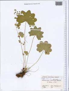 Alchemilla altaica Juz., Eastern Europe, Eastern region (E10) (Russia)