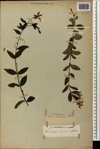 Vinca herbacea Waldst. & Kit., Caucasus, Stavropol Krai, Karachay-Cherkessia & Kabardino-Balkaria (K1b) (Russia)