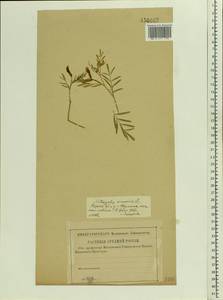 Astragalus arenarius L., Eastern Europe, Central region (E4) (Russia)