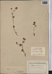 Potentilla crantzii (Crantz) Beck, America (AMER) (Not classified)