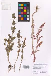 Atriplex sagittata Borkh., Eastern Europe, Eastern region (E10) (Russia)