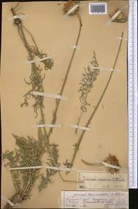 Jurinea maxima C. Winkl., Middle Asia, Pamir & Pamiro-Alai (M2) (Uzbekistan)