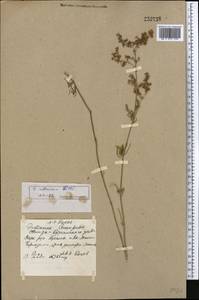 Galium ruthenicum Willd., Middle Asia, Muyunkumy, Balkhash & Betpak-Dala (M9) (Kazakhstan)