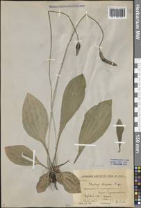Plantago urvillei Opiz, Eastern Europe, Central forest-and-steppe region (E6) (Russia)