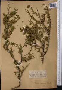 Prunus prostrata var. concolor (Boiss.) Lipsky, Middle Asia, Dzungarian Alatau & Tarbagatai (M5) (Kazakhstan)