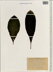 Rhynchotechum formosanum Hatus., South Asia, South Asia (Asia outside ex-Soviet states and Mongolia) (ASIA) (Vietnam)