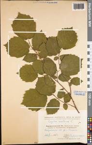 Corylus avellana L., Eastern Europe, North Ukrainian region (E11) (Ukraine)