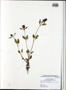 Prunella vulgaris L., Eastern Europe, Central region (E4) (Russia)