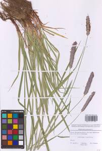 Alopecurus pratensis L., Eastern Europe, Moscow region (E4a) (Russia)