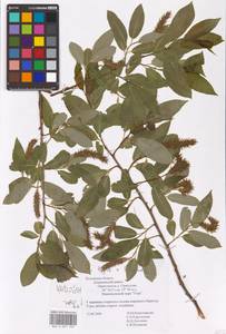 Salix ×meyeriana Rostk. ex Willd., Eastern Europe, Central region (E4) (Russia)
