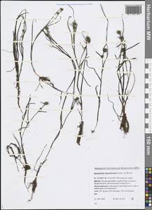 Sparganium hyperboreum Laest. ex Beurl., Siberia, Western Siberia (S1) (Russia)