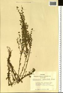 Artemisia obtusiloba, Siberia, Altai & Sayany Mountains (S2) (Russia)