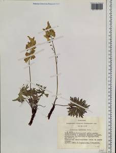 Aconitum barbatum Pers., Siberia, Altai & Sayany Mountains (S2) (Russia)