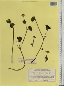 Caltha palustris var. sibirica Regel, Siberia, Central Siberia (S3) (Russia)