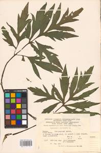 Rudbeckia laciniata L., Eastern Europe, West Ukrainian region (E13) (Ukraine)