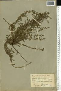 Polycnemum majus A. Braun, Eastern Europe, Central forest-and-steppe region (E6) (Russia)