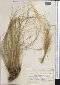 Stipa zalesskii Wilensky, Middle Asia, Northern & Central Tian Shan (M4) (Kazakhstan)