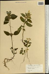 Galeopsis speciosa Mill., Eastern Europe, Northern region (E1) (Russia)