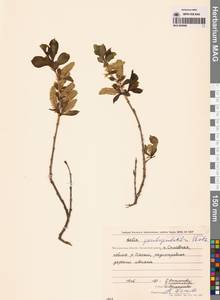 Salix pseudopentandra (Flod.) Flod., Siberia, Chukotka & Kamchatka (S7) (Russia)