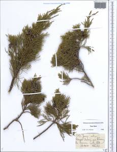Juniperus sabina L., Middle Asia, Dzungarian Alatau & Tarbagatai (M5) (Kazakhstan)
