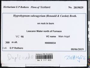 Pseudohygrohypnum subeugyrium (Renauld & Cardot) Ignatov & Ignatova, Bryophytes, Bryophytes - Western Europe (BEu) (United Kingdom)