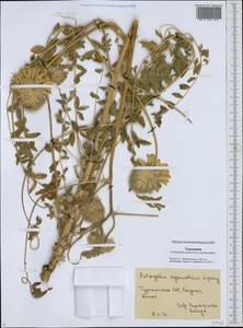 Astragalus globiceps Bunge, Middle Asia, Karakum (M6) (Turkmenistan)