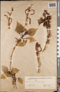 Populus, Eastern Europe, Lower Volga region (E9) (Russia)