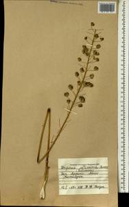 Drimia altissima (L.f.) Ker Gawl., Africa (AFR) (Mali)