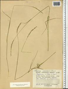 Elymus sajanensis (Nevski) Tzvelev, Siberia, Chukotka & Kamchatka (S7) (Russia)