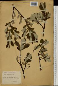 Salix krylovii E. L. Wolf, Siberia, Baikal & Transbaikal region (S4) (Russia)