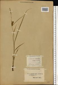 Carex vesicaria L., Eastern Europe, Northern region (E1) (Russia)