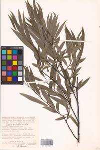 Salix acutifolia Willd., Eastern Europe, Lower Volga region (E9) (Russia)