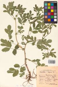 Potentilla supina L., Siberia, Russian Far East (S6) (Russia)