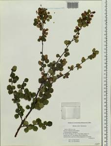 Betula glandulosa Michx., Siberia, Yakutia (S5) (Russia)