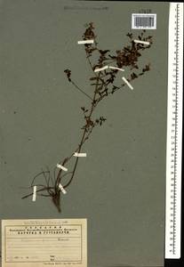 Hypericum tetrapterum, Caucasus, Azerbaijan (K6) (Azerbaijan)