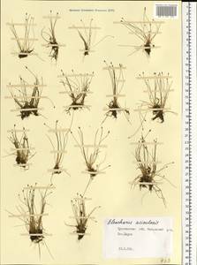 Eleocharis acicularis (L.) Roem. & Schult., Eastern Europe, Central forest region (E5) (Russia)