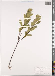 Myrica gale subsp. tomentosa (C.DC.) E. Murray, Siberia, Russian Far East (S6) (Russia)