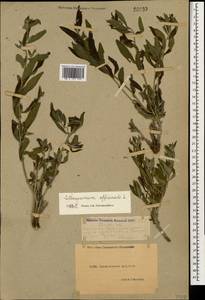Lithospermum officinale L., Caucasus, Dagestan (K2) (Russia)