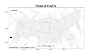 Arbutus andrachne L., Atlas of the Russian Flora (FLORUS) (Russia)