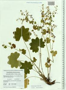 Alchemilla baltica Sam. ex Juz., Eastern Europe, Northern region (E1) (Russia)