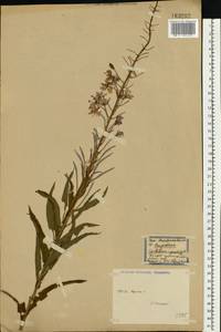 Chamaenerion angustifolium (L.) Scop., Eastern Europe, Central region (E4) (Russia)