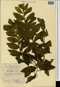 Potamogeton lucens L., Caucasus, Azerbaijan (K6) (Azerbaijan)