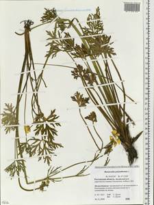 Ranunculus polyanthemos L., Eastern Europe, Rostov Oblast (E12a) (Russia)