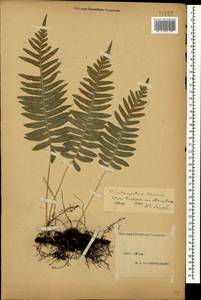 Polypodium interjectum Shivas, Crimea (KRYM) (Russia)